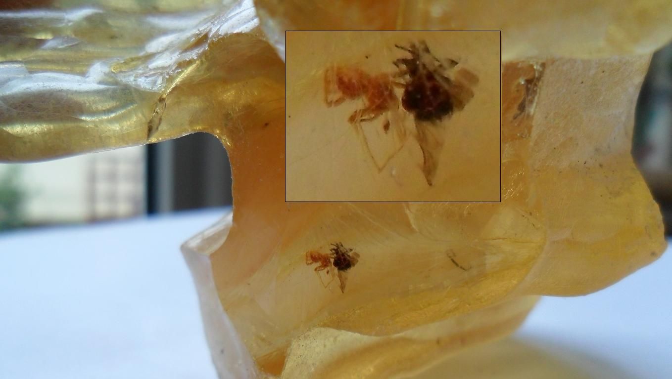 Fossil Spider Prepares Fly in Huge Copal Amber 43 grams with 3 More