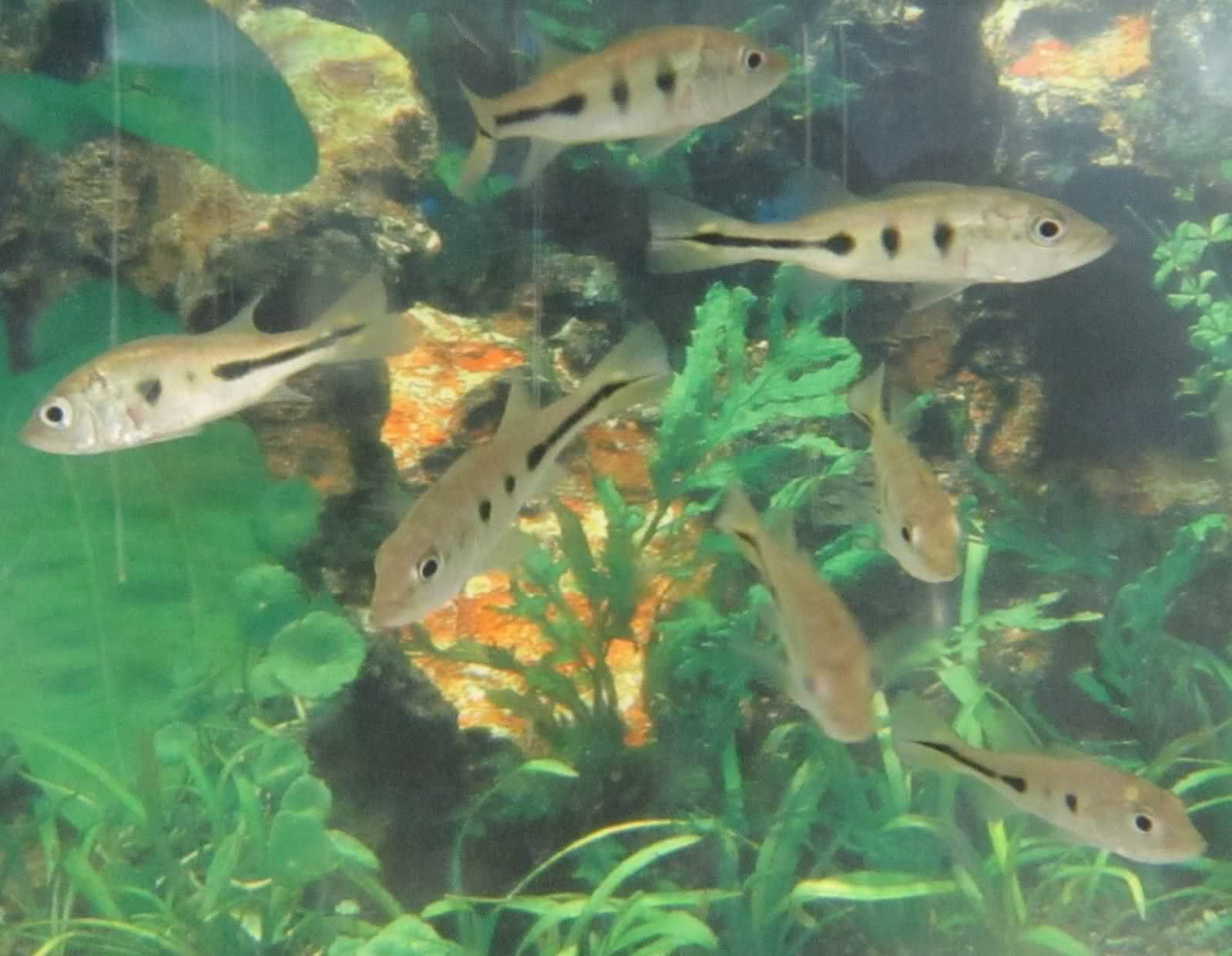 Live Fish Peacock Bass 2 for Freshwater Aquarium