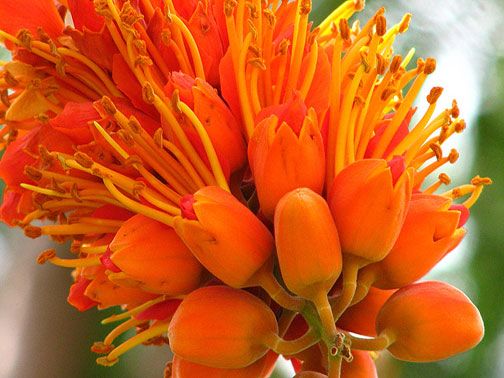 Colvillea racemosa COLVILLES GLORY, Spectacular Tropical Flowering