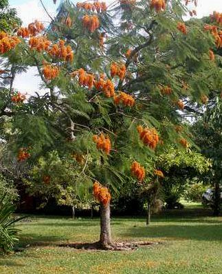 Colvillea racemosa COLVILLES GLORY, Spectacular Tropical Flowering