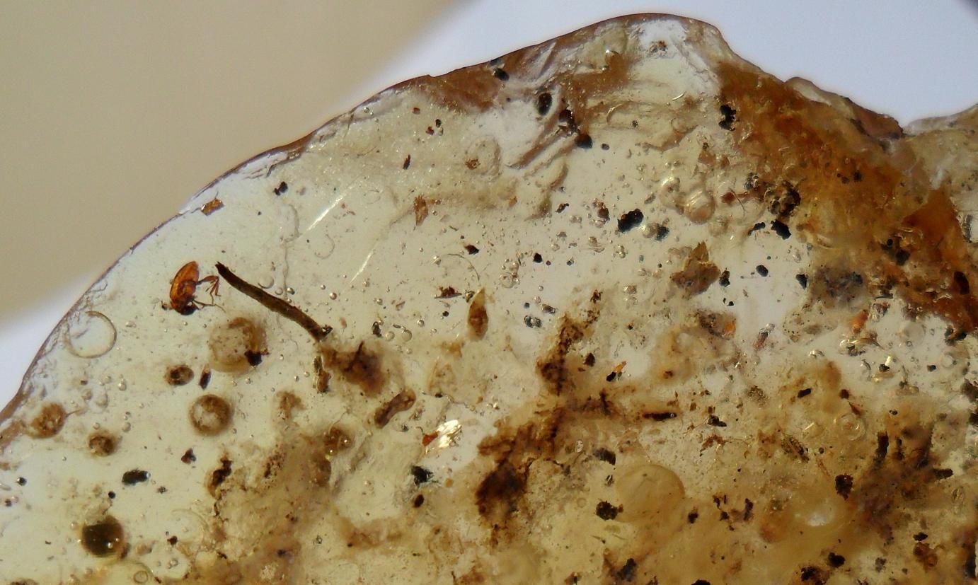  Fossil Insect Fossil Plant Inclusions in Copal Amber Madagascar