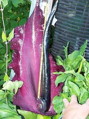 Dragon lily arum flower voodoo Bulb amorphophallus tuber ficus fig