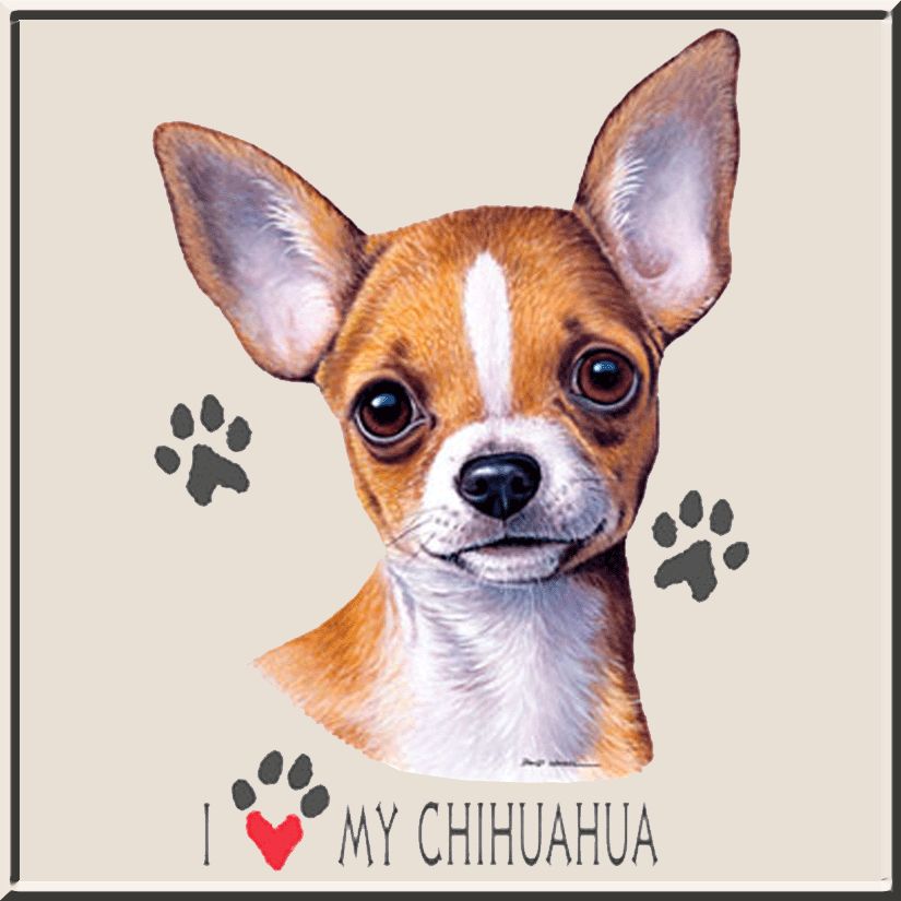 david_wenzel_i_love_my_chihuahua_natural_bkgd.gif