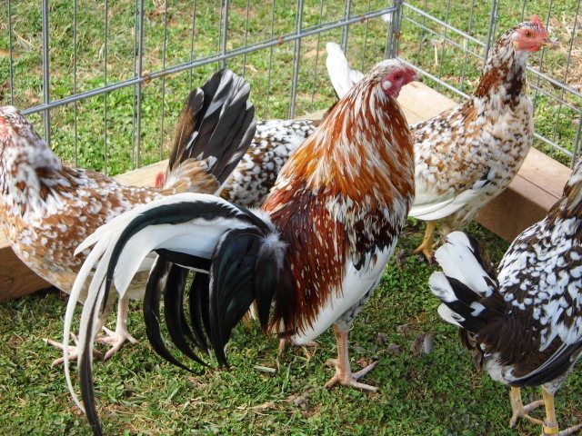  10 John  Whitehackle Gamefowl Hatching Eggs