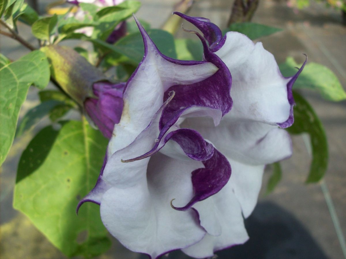 Double Purple Datura Angel Trumpet Live Plant s P