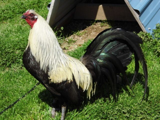  10 Chocolate Grey Gamefowl Hatching Eggs