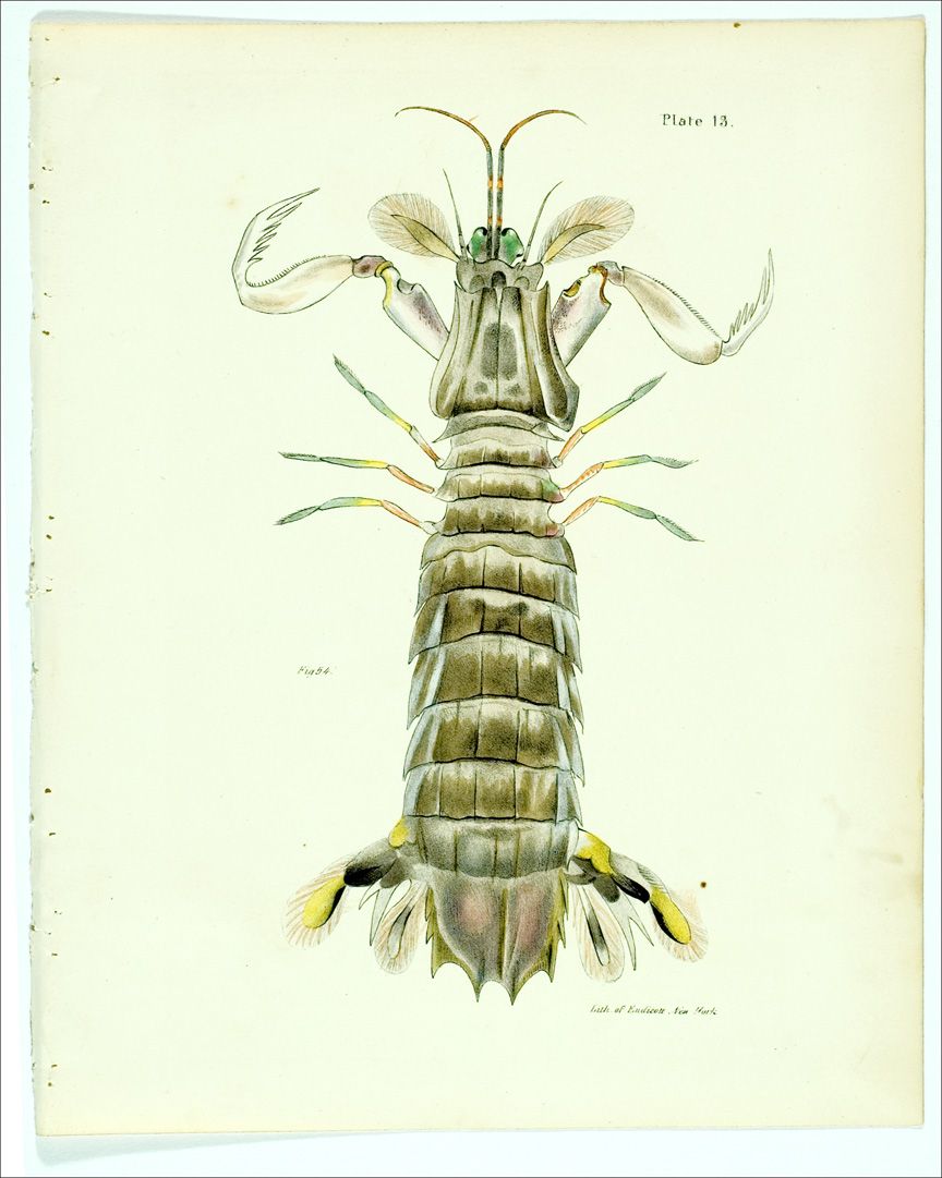  colored stone lithograph dekay s s natural history of new york 1844