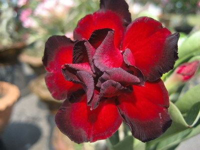 Adenium Obesum Desert Rose Rose 1000 30 Seeds Fresh RARE