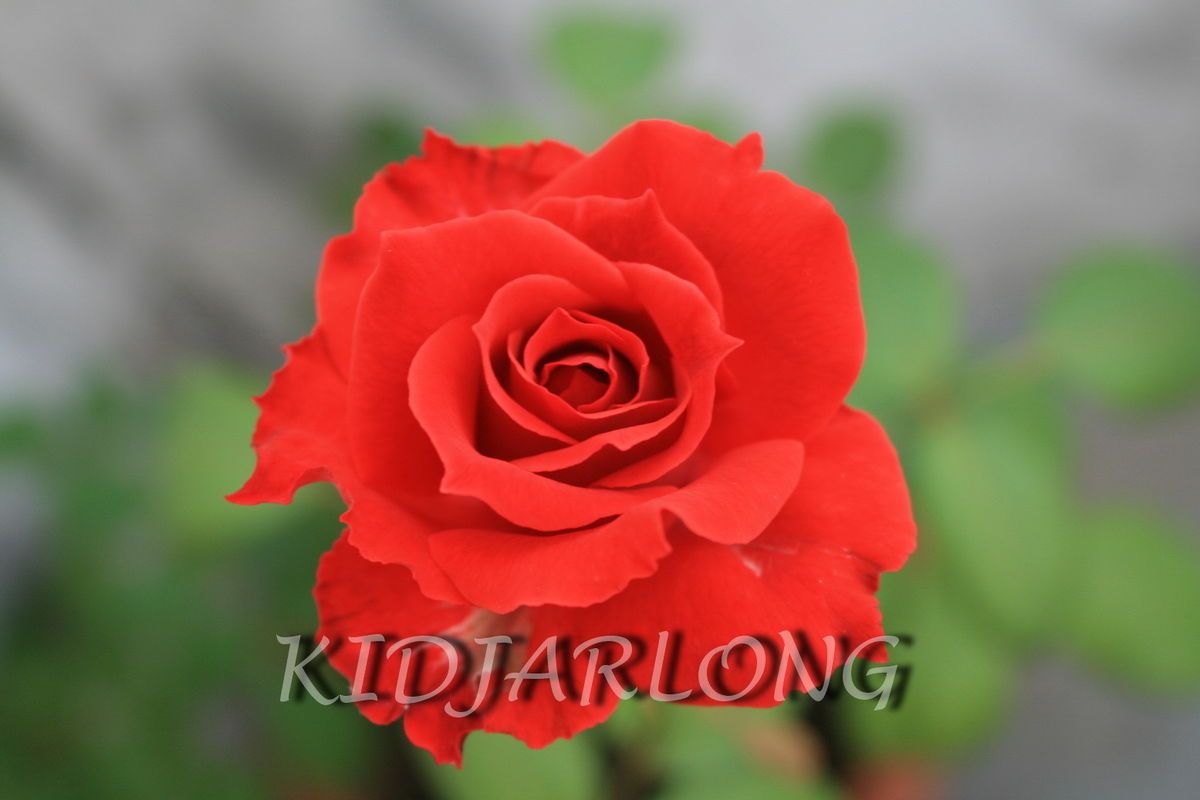 Desktop Wallpaper Roses XII