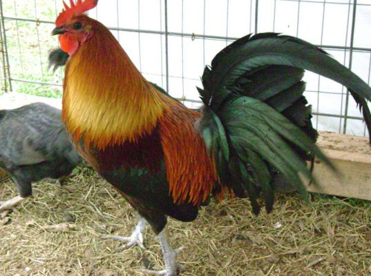  10 Pure Roy Grey Brownred Gamefowl Hatching Eggs