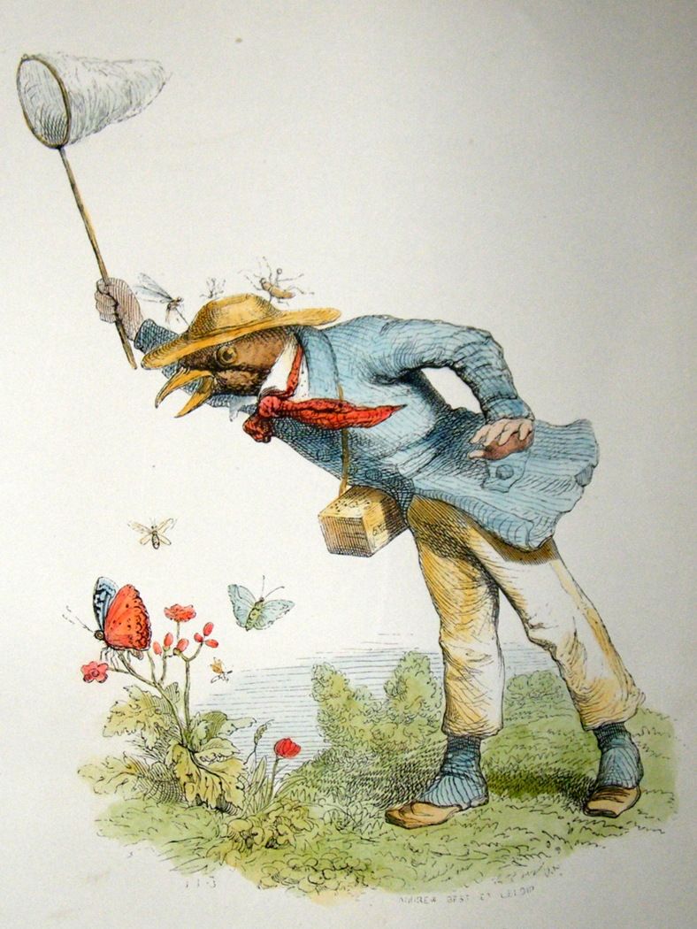 Grandville Des Animaux 1842 Hand Col Print Butterfly Catching Bird