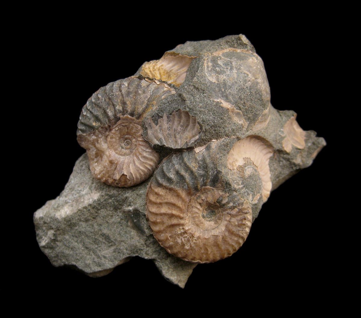 Russia cretaceous ammonite Deshayesites ammonit Russland Russian