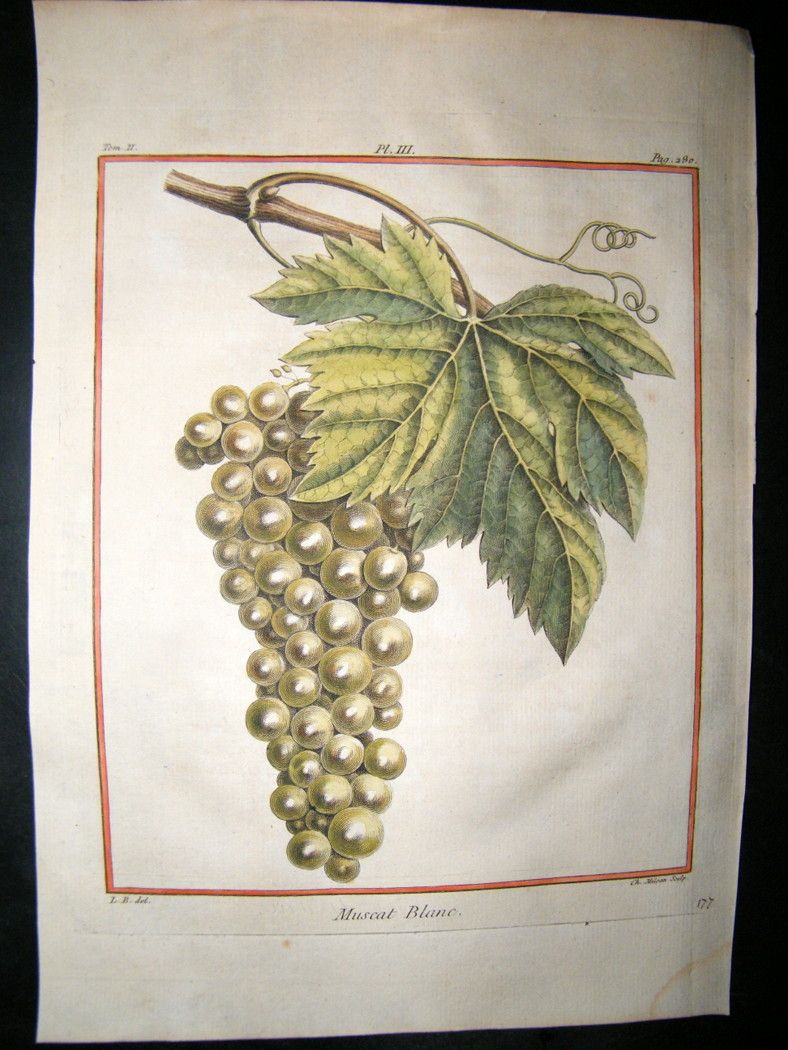 Duhamel Du Monceau 1768 Hand Col Fruit Print Muscat Blanc Grapes 3