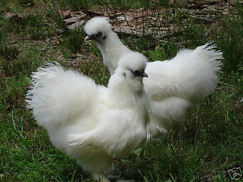 White Silkie Bantam Chicken Hatching Eggs NPIP More