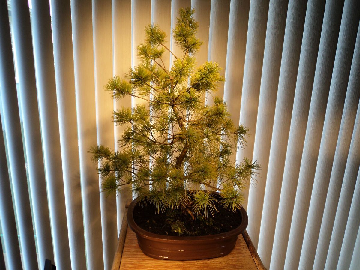 Japanese White Pine Bonsai Tree