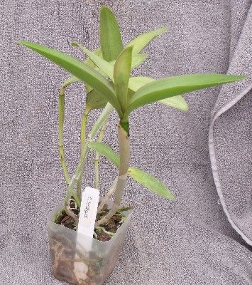 Cattleya Loddigesii Species Orchid Blooming Size with Bud