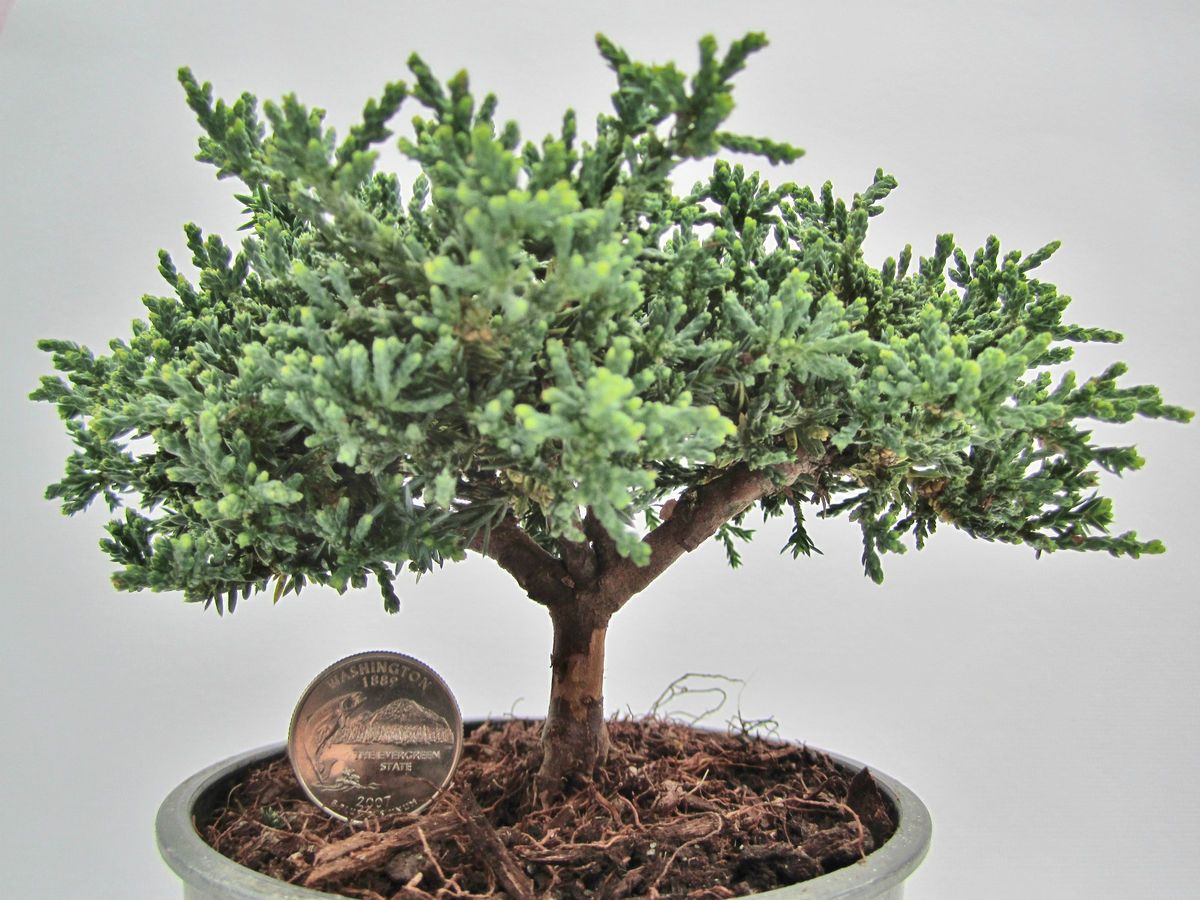   Pygmy Dwarf Juniper Juniperus blue pygmy miniature Mame evergreen PG