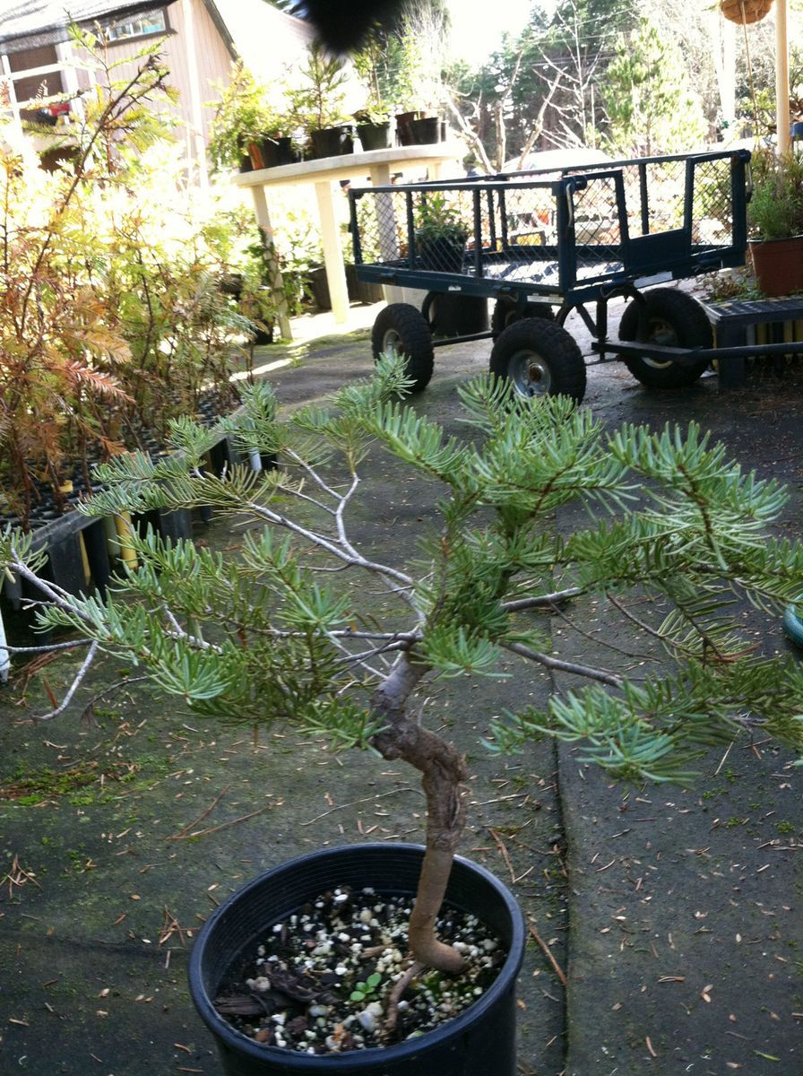 RARE RED FIR SILVERTIP TREE NATURAL BONSAI WIDE PROFILE FAT CURLY