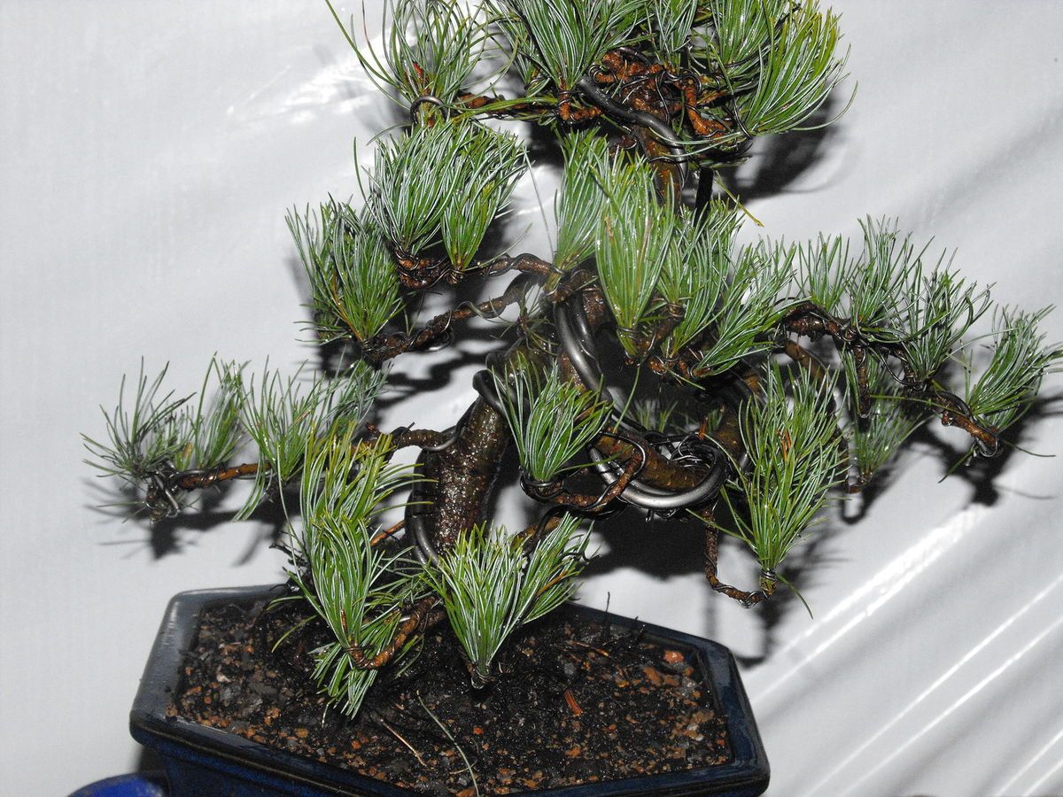 KOREAN WHITE PINE (PINUS KORAIENSIS ‘ GLAUCA’ ) BONSAI