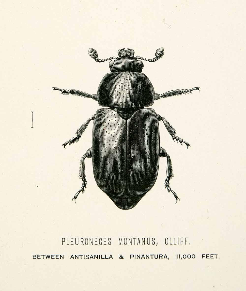 1891 Wood Engraving Olliff Whymper Entomology Pleuroneces Montanus