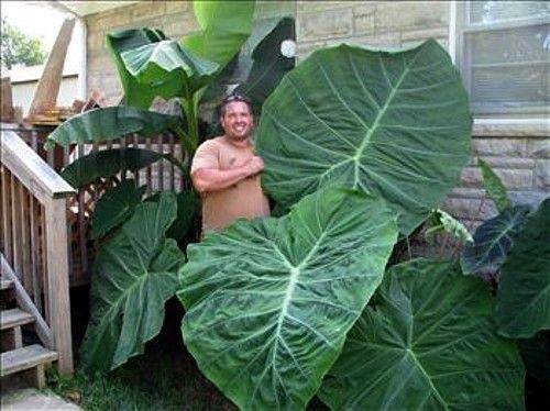 Humongous Thailand Giant Elephant Ear Plant Colocasia 4 Pot