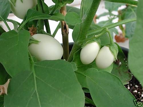 Unique Ornamental Egg Tree Seeds Great Houseplant