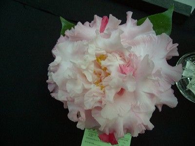 Camellia Japonica Elaines Betty 3 Gallon Size