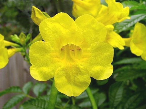 this beautiful blooming shrub is from mexico to south america