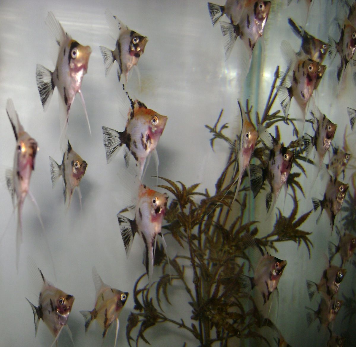 Live Freshwater Angelfish Orange Koi Group of 12