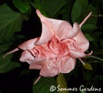 Brugmansia Fleming Island Rachel Triple Pink Large 18 Plant