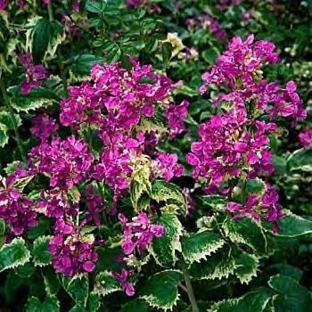  Violet Money Plant Flower Seeds