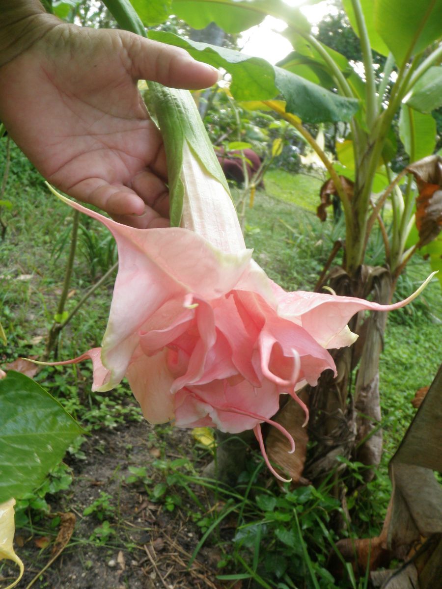 Rachel Island Fleming Unrooted Brugmansia Cutting 2