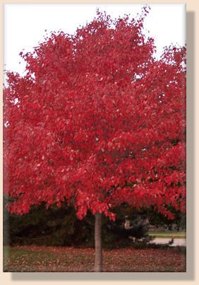 Stunning ** RED MAPLE Bonsai Tree SEEDS * (Acer Rubrum) * Fresh Seeds