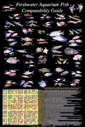 Aquarium Fish Posters Your Choice 20 Out of 64 Koi Arowana Discus