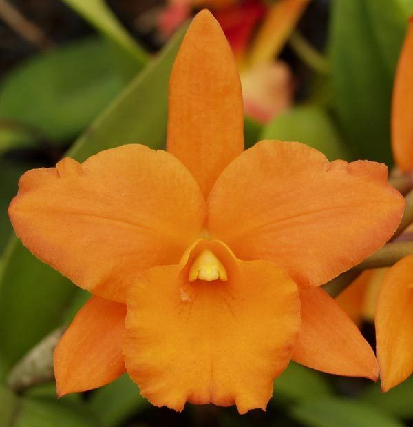 81 Blc Fuchs Orange Nuggett Lea Absolutely Stunning Fragrant In Sheath