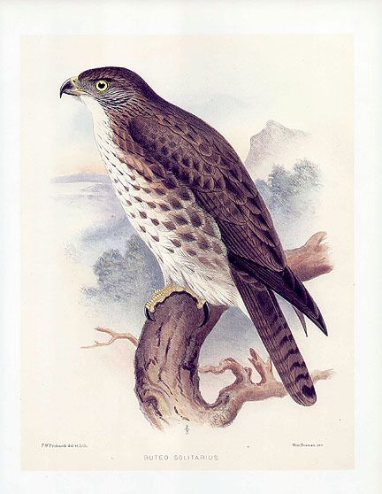 Frederick Frohawk Print Bird Hawaiian Hawk