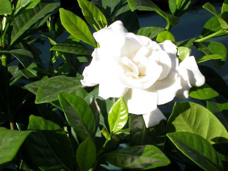 Gardenia Billy Holiday