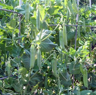 Wando Peas 100 Seeds Heirloom Same Day Shipping