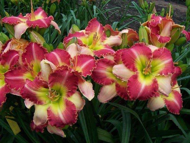 plants shipping daylily abbreviations xxxxx hybridizer year