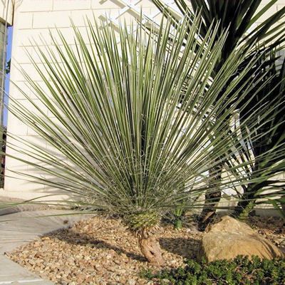 Yucca glauca Soapweed Yucca Beargrass 10 Seeds