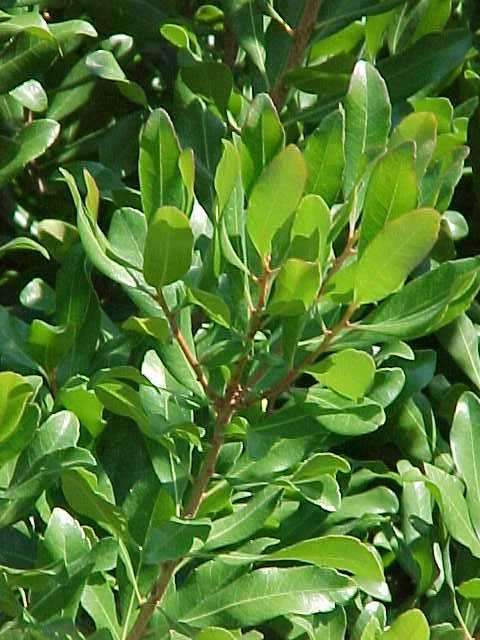 Myrica Pensylvanica is the Northern bayberry. The Northern bayberry is