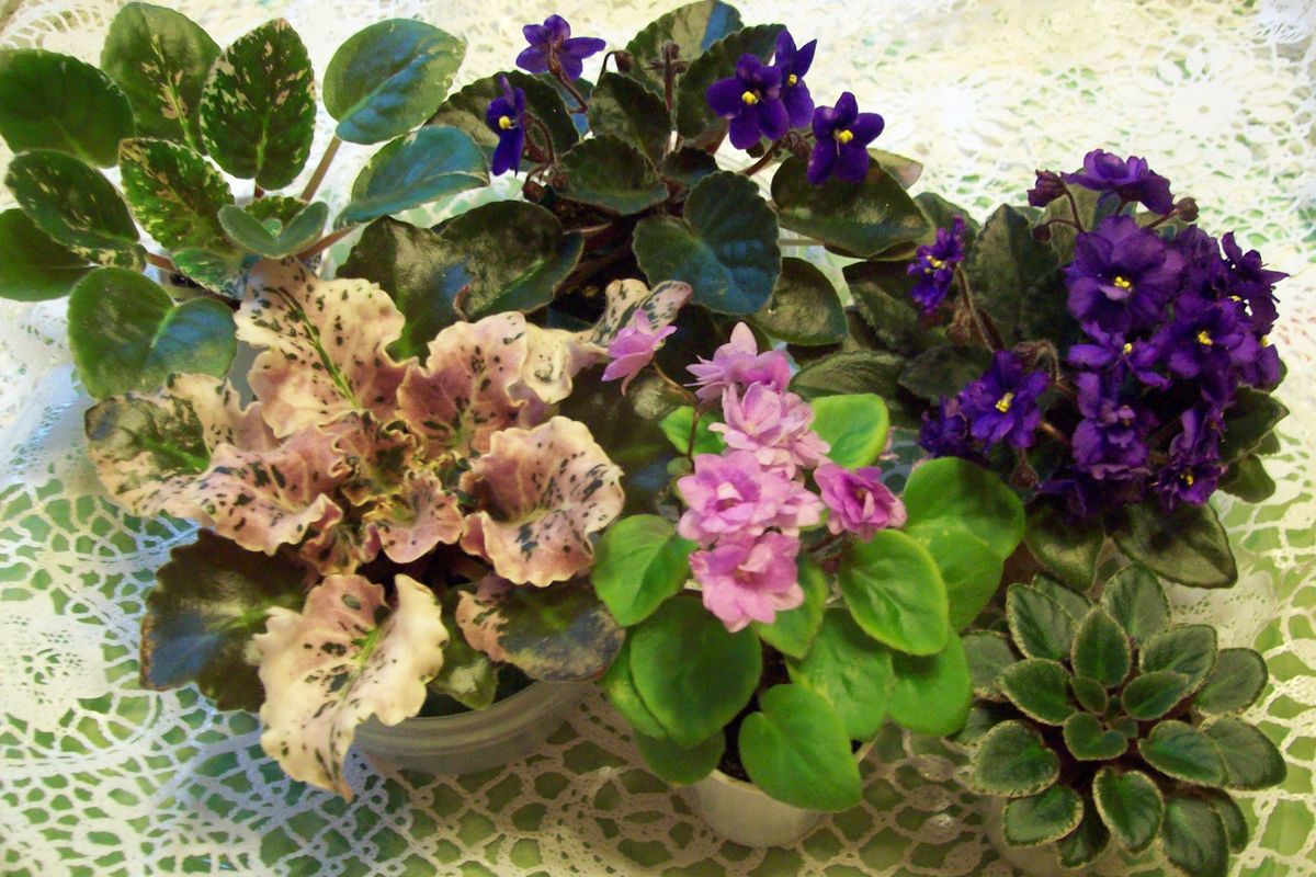 African Violet Gillian