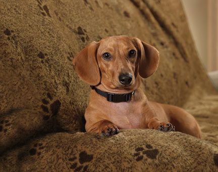 Dog Bed Loveseat Throw Hair Collecting Furniture Vehicle Blanket Brown