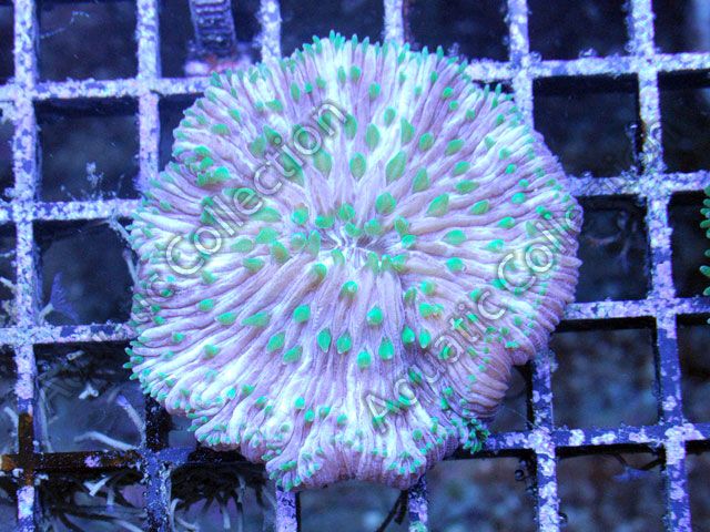 Neon Green Tips Aussie Plate Coral Live Coral