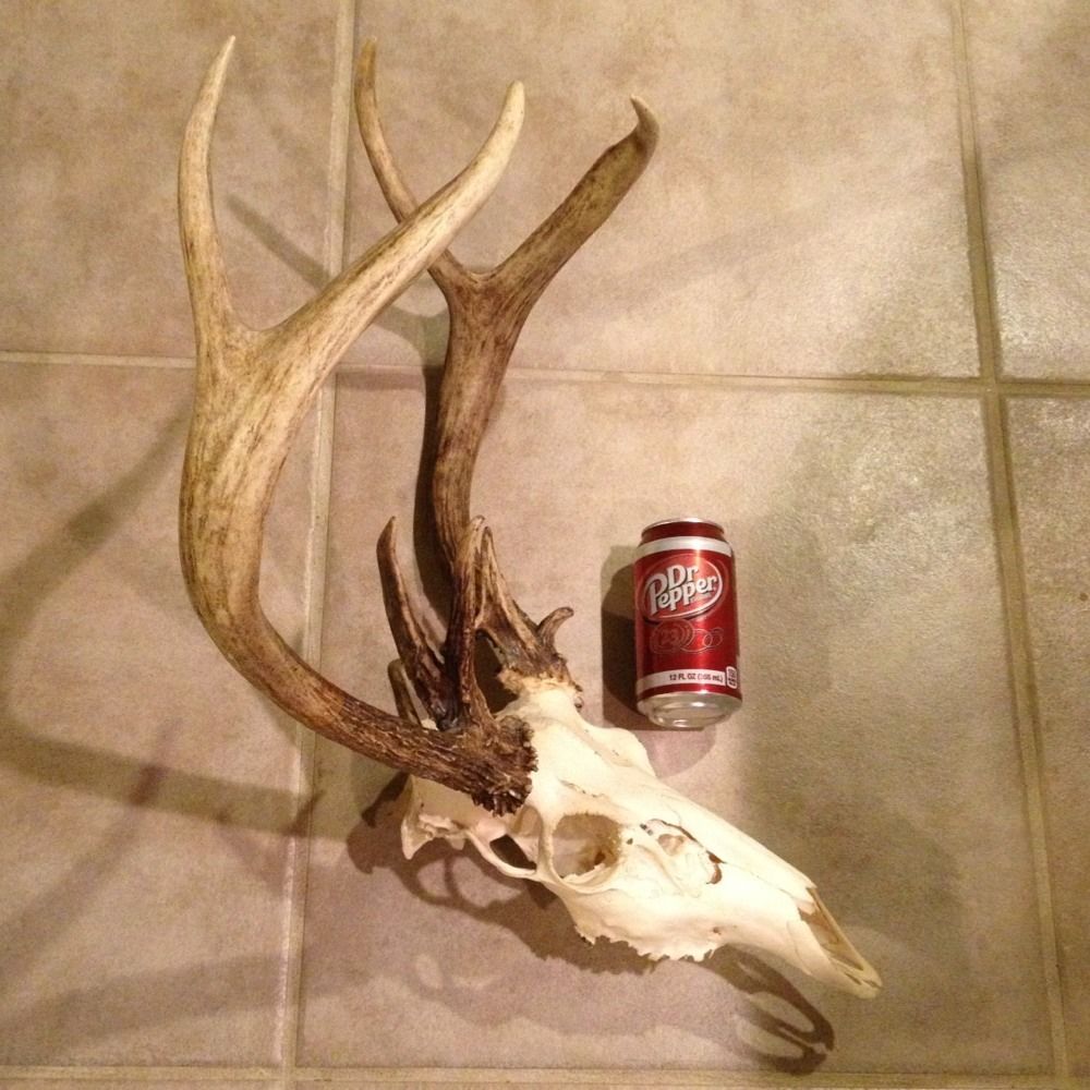 HUGE Freak Whitetail Deer Non Typical Full Skull And Antlers. LONG