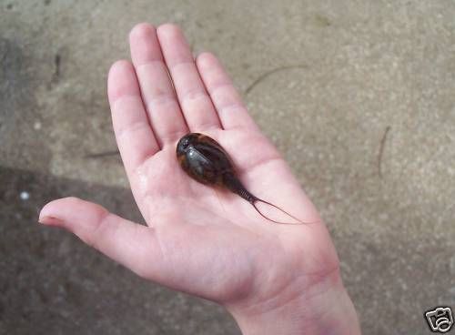 The King of Triops T Cancriformis Grows 4 5 Inches