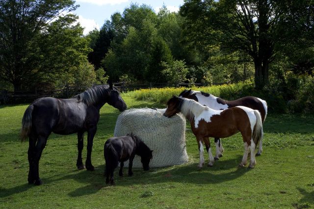 Slow Bale Buddy Slow Feeder Size Mini Feed Hay Horses Equine Small