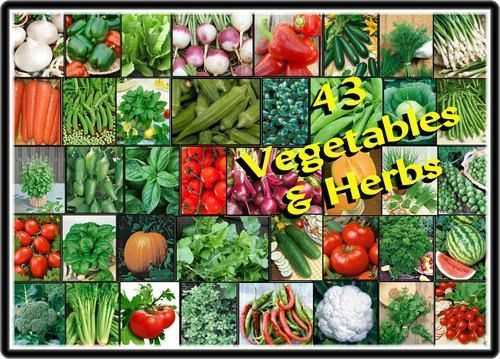 VEGETABLE HERB Garden VARIETY Lot ~Over 5,000 Fresh Seeds ~43