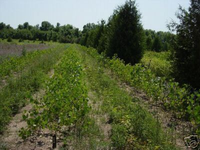 Hybrid Poplar Tree Fast Growing Shade 6 12 Seedling