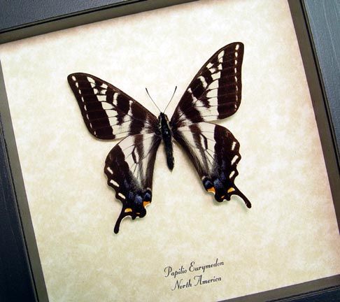 Pale Swallowtail Real North American Framed Butterfly 8066